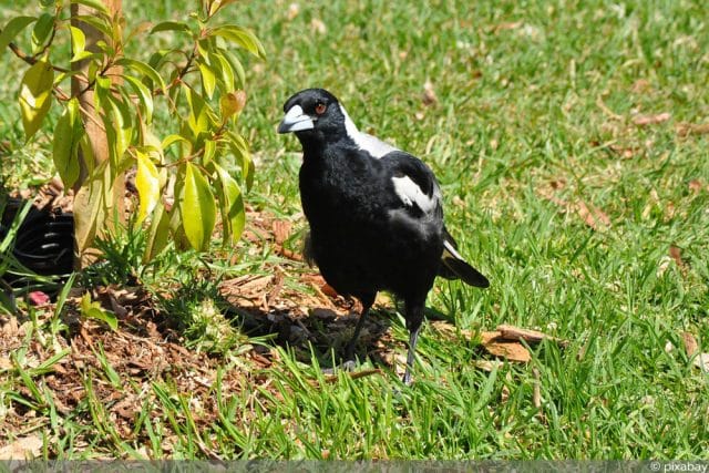 Elster im Garten vertreiben