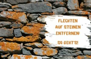 Flechten auf Steinen entfernen