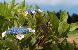 Hortensie braune Blätter