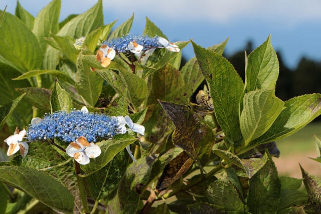 Hortensie braune Blätter