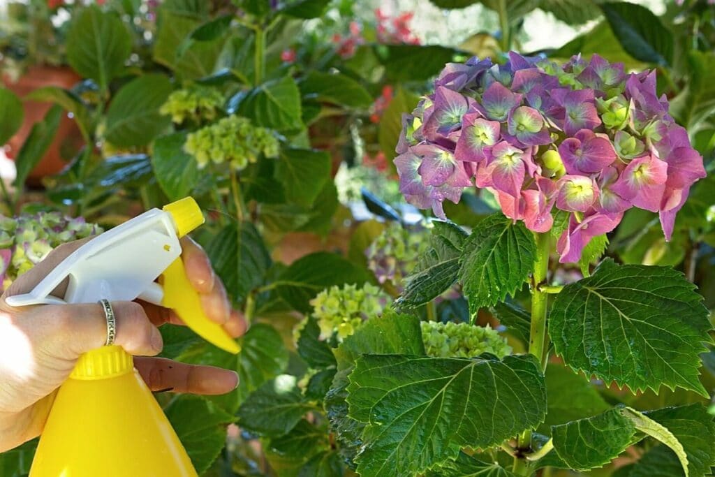 Hydrangea, braune Blätter Hortensien