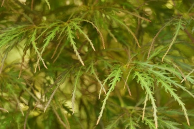 Fächerahorn Acer palmatum