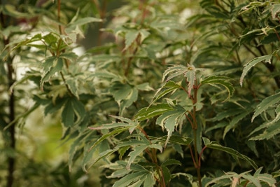 Fächerahorn Acer palmatum