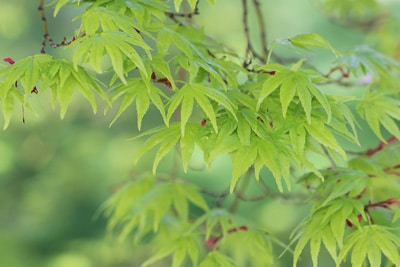 Fächerahorn Acer palmatum