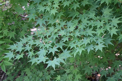 Fächerahorn Acer palmatum