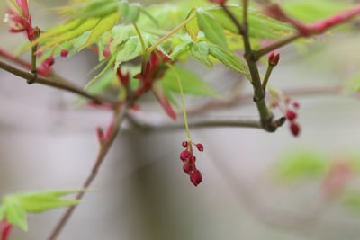 Fächerahorn Acer palmatum