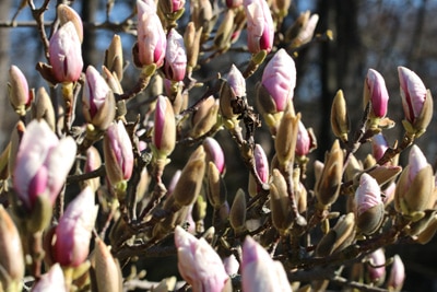 Magnolie Magnolia