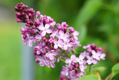 Flieder Syringa