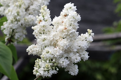 Flieder Syringa