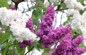 Flieder Syringa