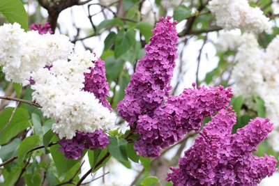 Flieder Syringa