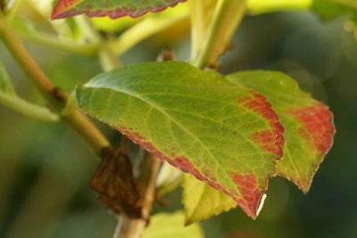 Hortensie braune Blätter