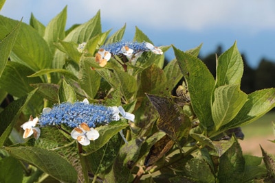 Hortensie braune Blätter Hortensie braune Blätter
