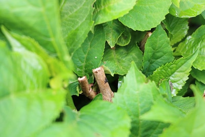 Hortensien Hydrangea