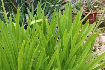 Agapanthus