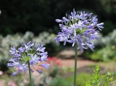 Liebesblume Schmucklilie Agapanthus
