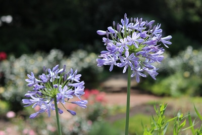 Liebesblume Schmucklilie Agapanthus