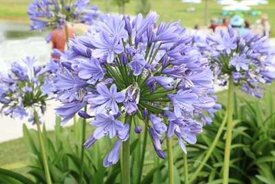 Liebesblume Schmucklilie Agapanthus