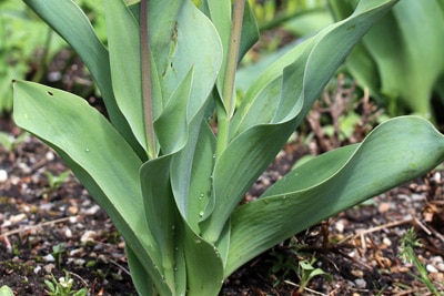 Tulipa