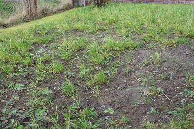 Wiese Rasen Gras Wiese Rasen Gras