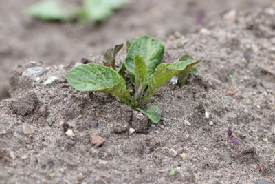 Kartoffel Solanum tuberosum