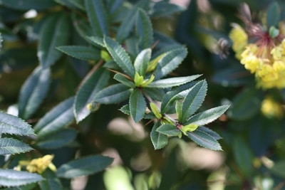 Berberitze Berberis vulgaris kleinbleibende Gehölze