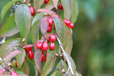 Berberitze Berberis vulgaris winterharte Pflanzen