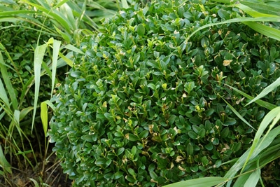 Buchsbaum Buxus