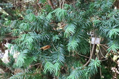 Eibe Taxus baccata