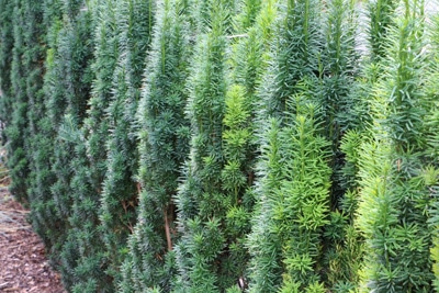 Eibe Taxus baccata