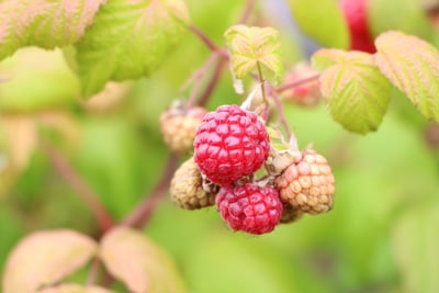 Rubus idaeus