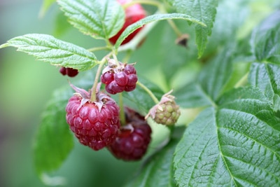 Himbeeren Rubus idaeus Obst anbauen