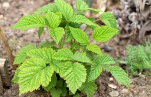 Himbeeren Rubus idaeus