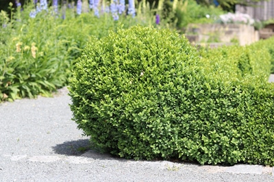 Buxus