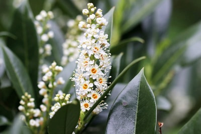 Kirschlorbeer Prunus laurocerasus immergrüne Sträucher