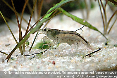 Algen Aquarium Hausmittel