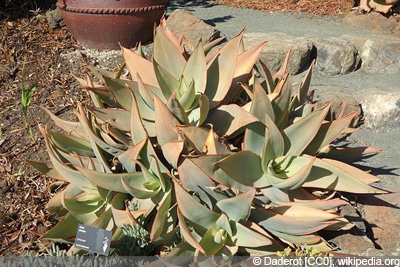 Aloe striata