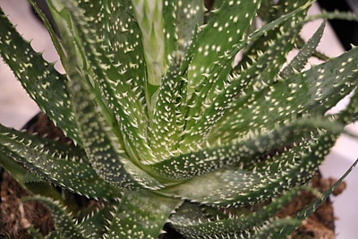 Aloe aristata