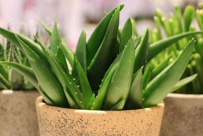 Aloe Vera Aloe-Arten