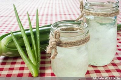 Aloe Vera Pflanze