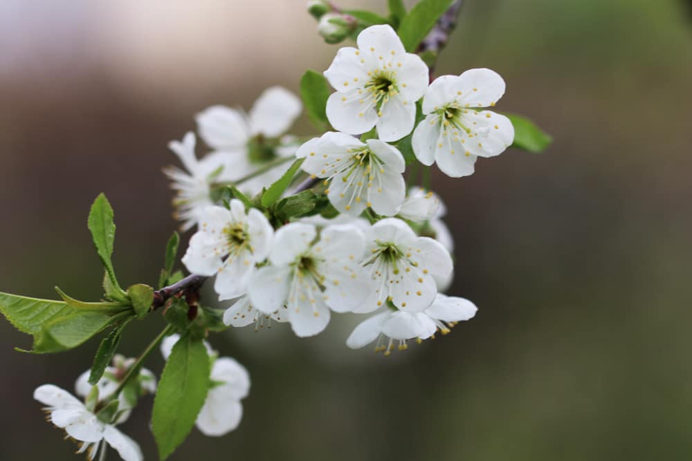 Apfelblüte