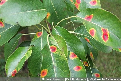 Buxus Baumrost