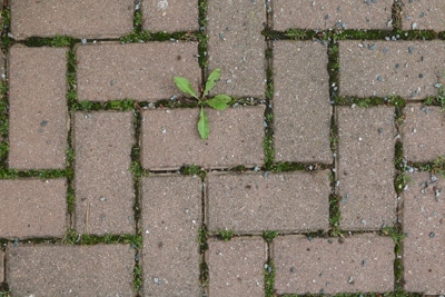 biologische Unkrautvernichtungsmittel Banvel Quattro