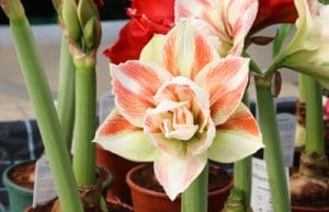 Amaryllis Ritterstern