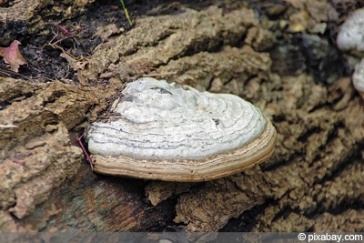 Pflaumen-Feuerschwamm Phellinus tuberculosus