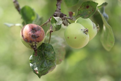 Apfel Malus faul Kelchfäule