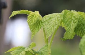 Himbeeren Rubus idaeus