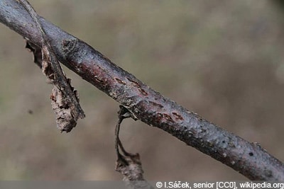 Obstbaumkrebs