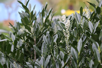 Kirschlorbeer Prunus laurocerasus immergrüne Pflanzen