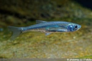 Schleierschwanz: Anleitung zur Haltung im Teich | Goldfisch